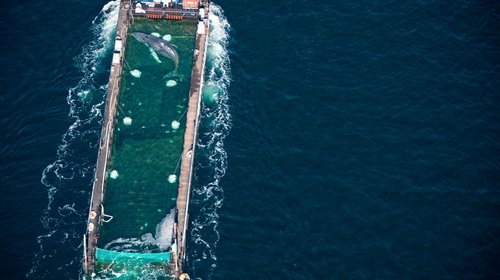 Trasladan y liberan ballena jorobada tras operativo en Alemania