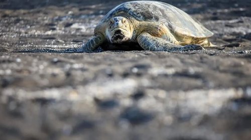 Alarma en Veracruz: mueren seis tortugas en playas