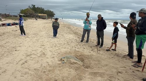 Aparece tortuga lora anidando en playa Barra del Tordo