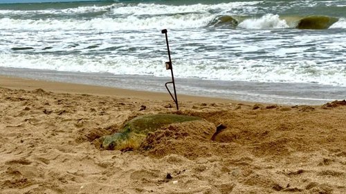 Registra Tamaulipas más de 207 mil huevos de tortuga lora