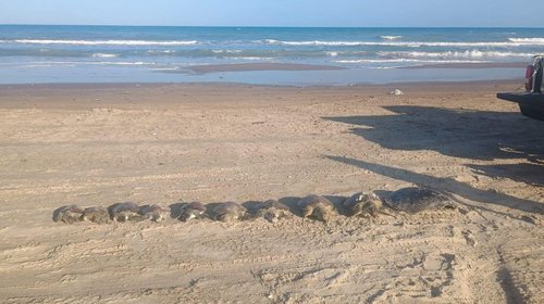 Mueren 12 tortugas por redes ilegales en Playa Bagdad