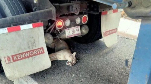Puma rescatado por trailero tras atropello murió en Monclova