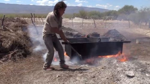 Tras lluvias aumentaría producción de cera en Ramos Arizpe