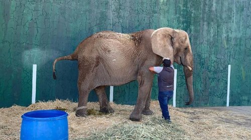 Trasladan a elefanta Annie a su nuevo hogar en la CDMX
