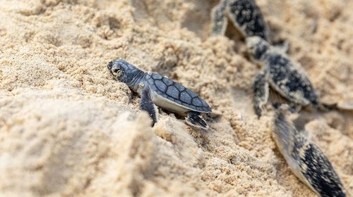 Nacen 20 millones de tortugas en el Caribe mexicano