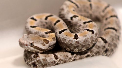 Protección Civil alerta por presencia de reptiles esta temporada