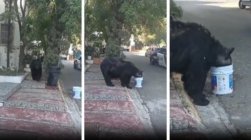 Vecinos de la colonia Satélite en Monterrey 'adoptan' a oso