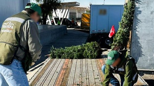 Profepa Finaliza operativo de importación de árboles de Navidad 