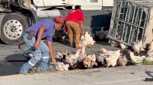 Vuelca tráiler que transportaba gallinas en Ramos Arizpe