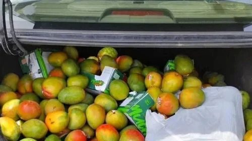 Mangos rapiñados tras volcadura ya se venden en Reynosa