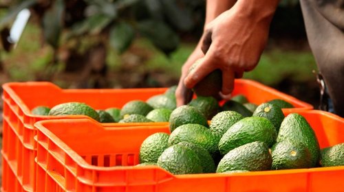 Ya hay acuerdo: se reactivará exportación de aguacate a EUA