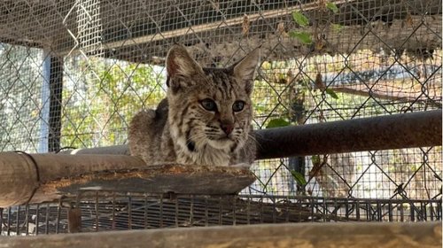 Resguarda Zoológico Tamatán a una osezna, un lince y un ocelote 