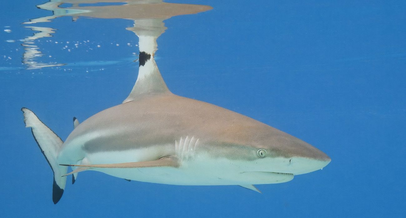 tiburon arrecife.jpg