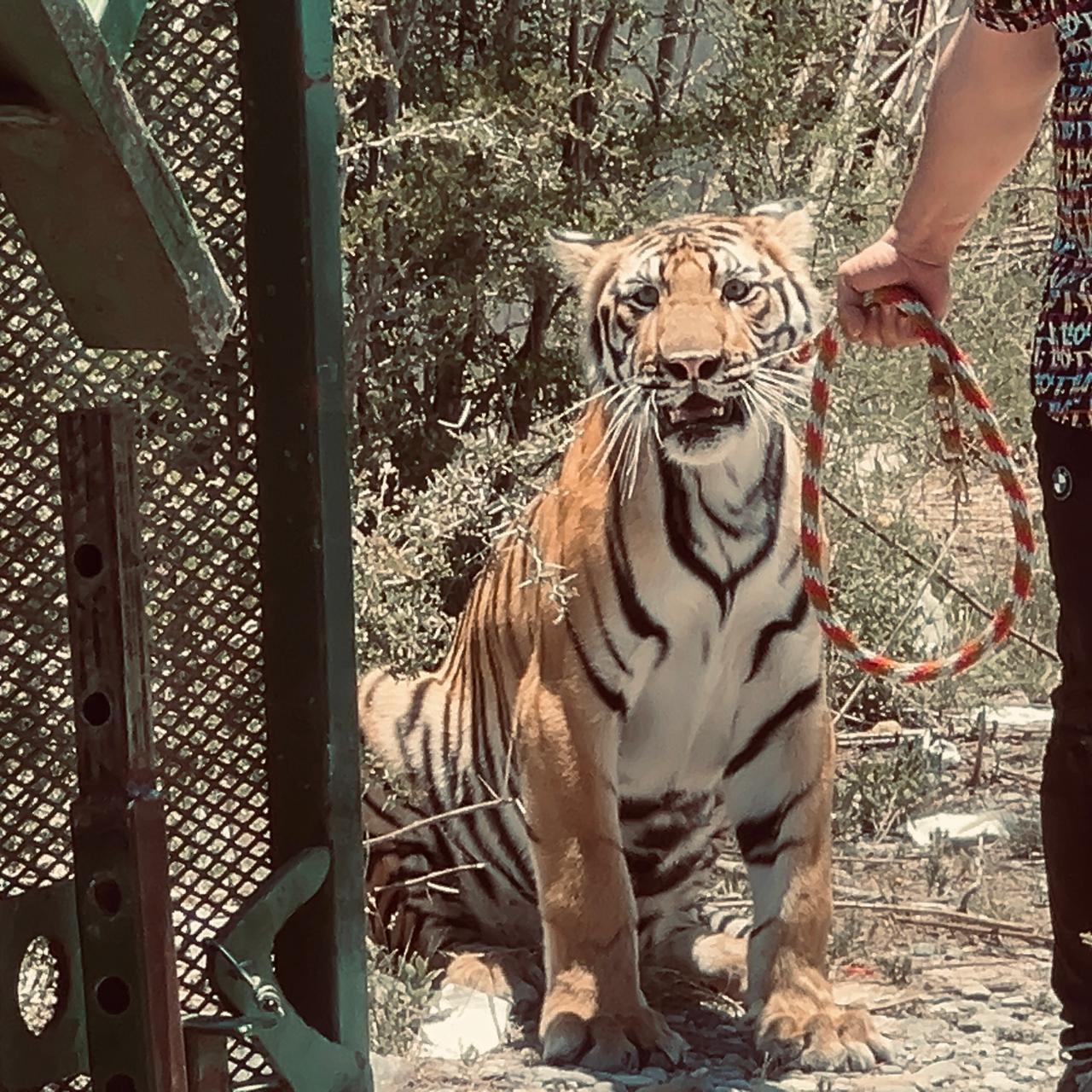 tigre-salinas-victoria5.jpeg