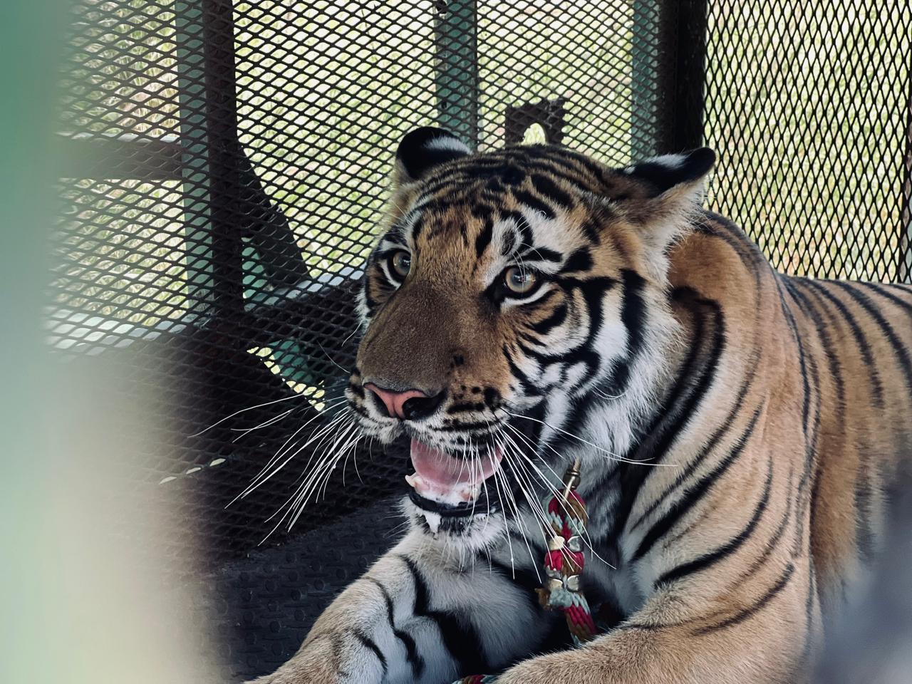 tigre-salinas-victoria6.jpeg