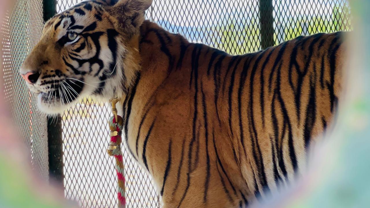 tigre-salinas-victoria7.jpeg