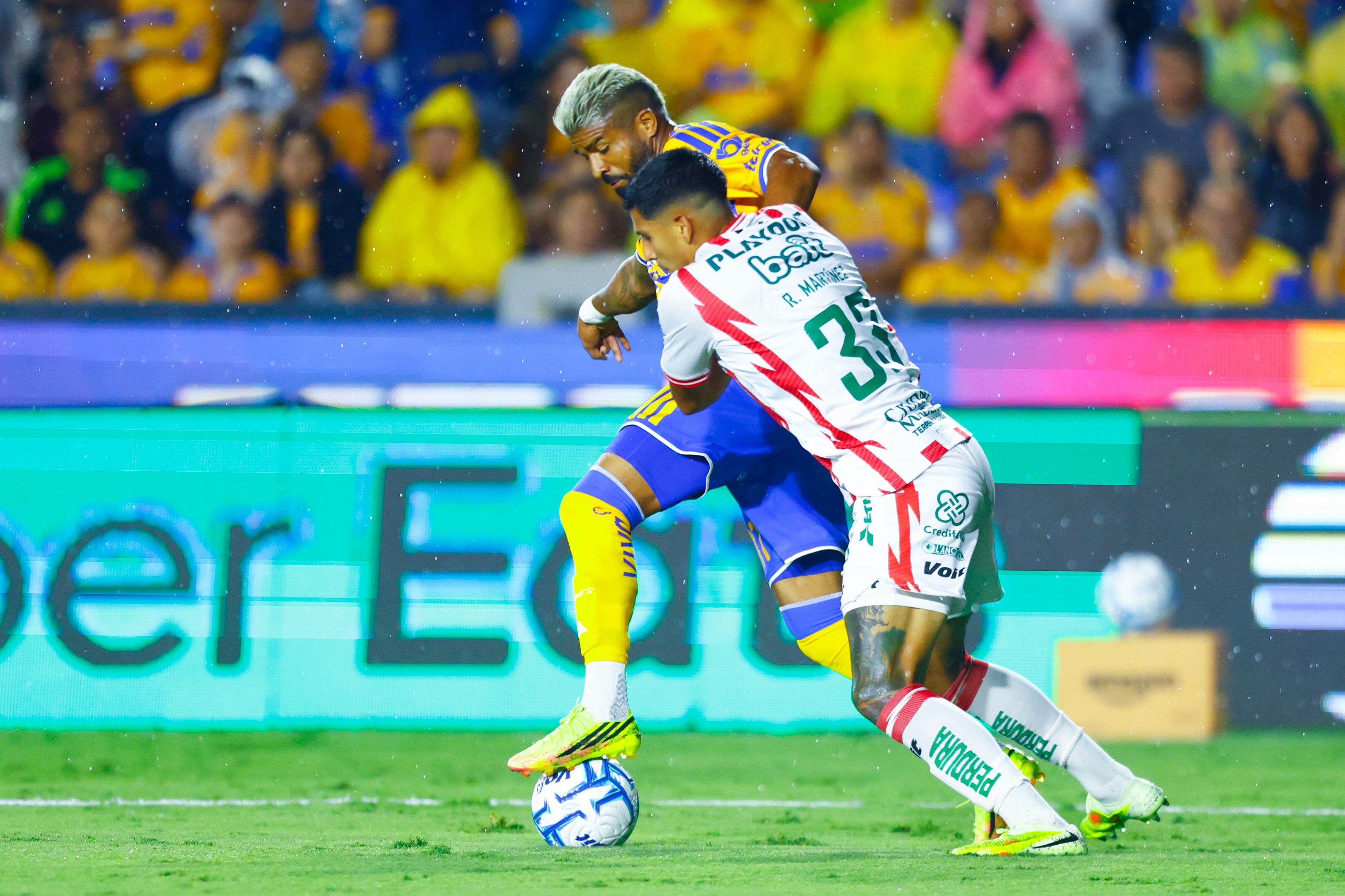 tigres.jpg