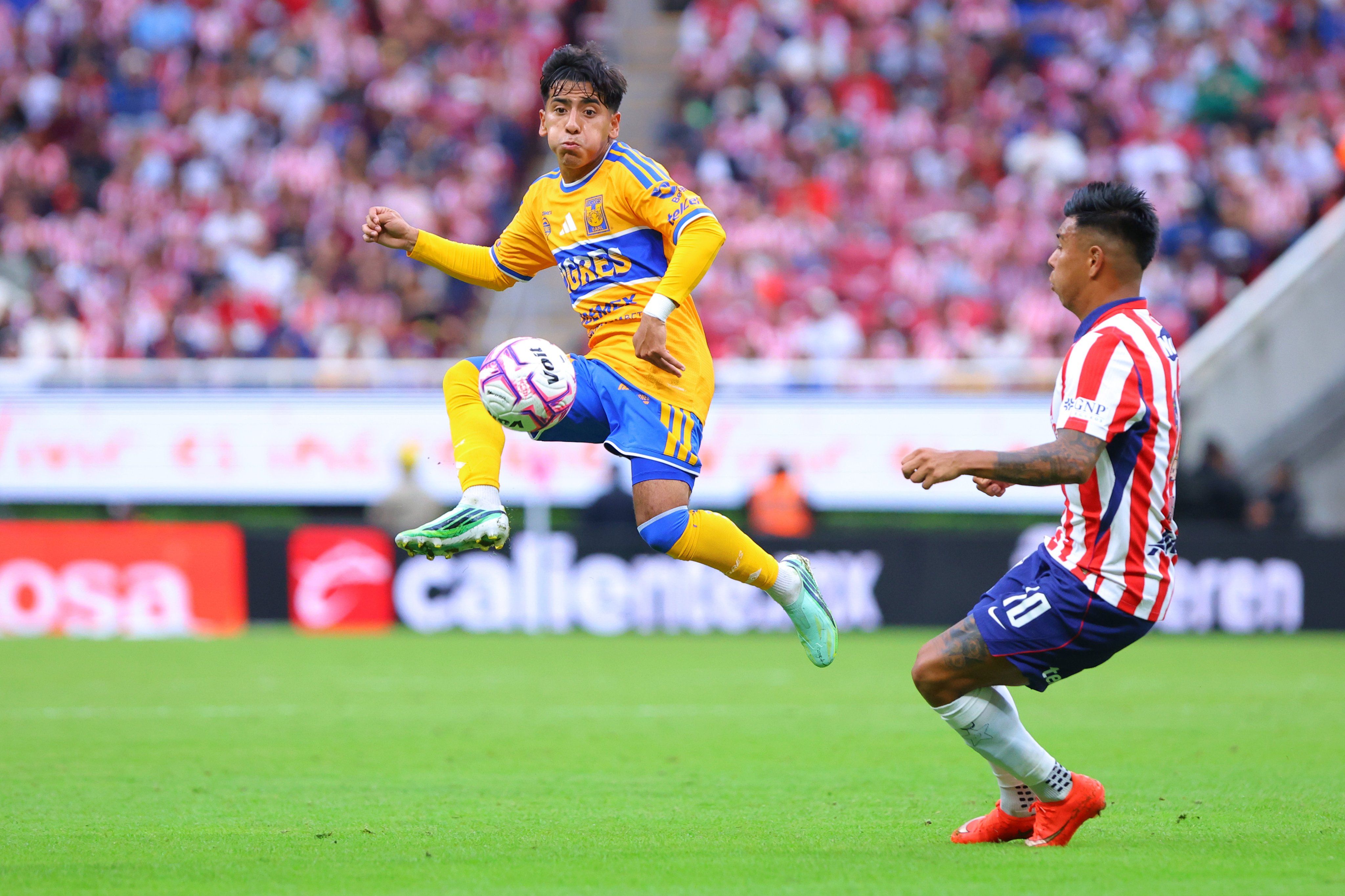 tigres.jpg