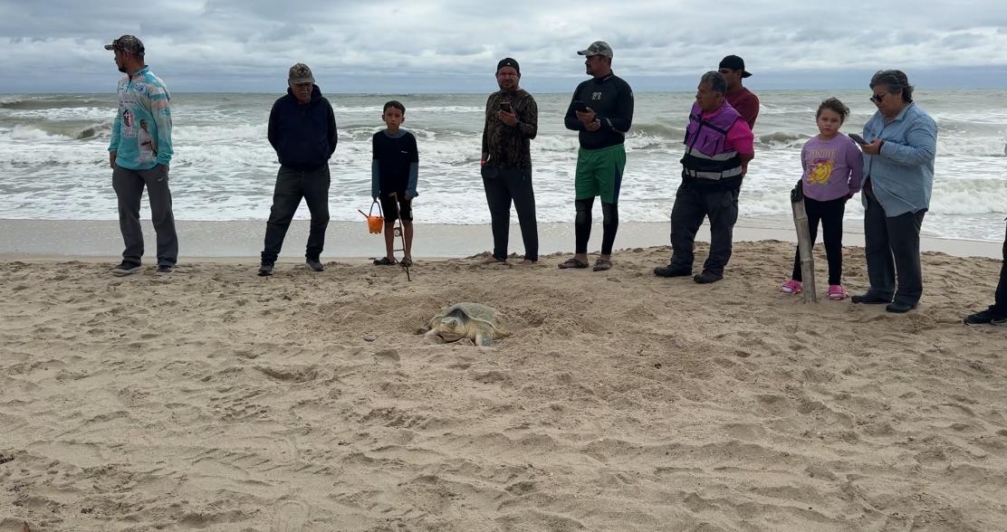 tortuga lora anidando