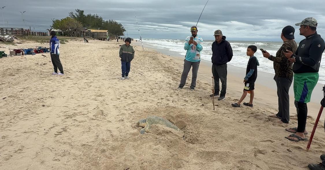 tortuga lora anidando