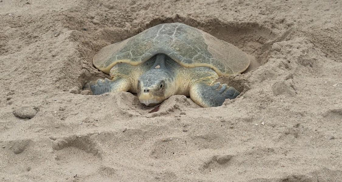 tortuga lora anidando