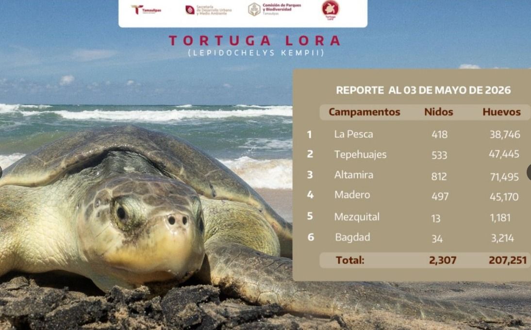 tortuga-tamaulipas1.jpeg