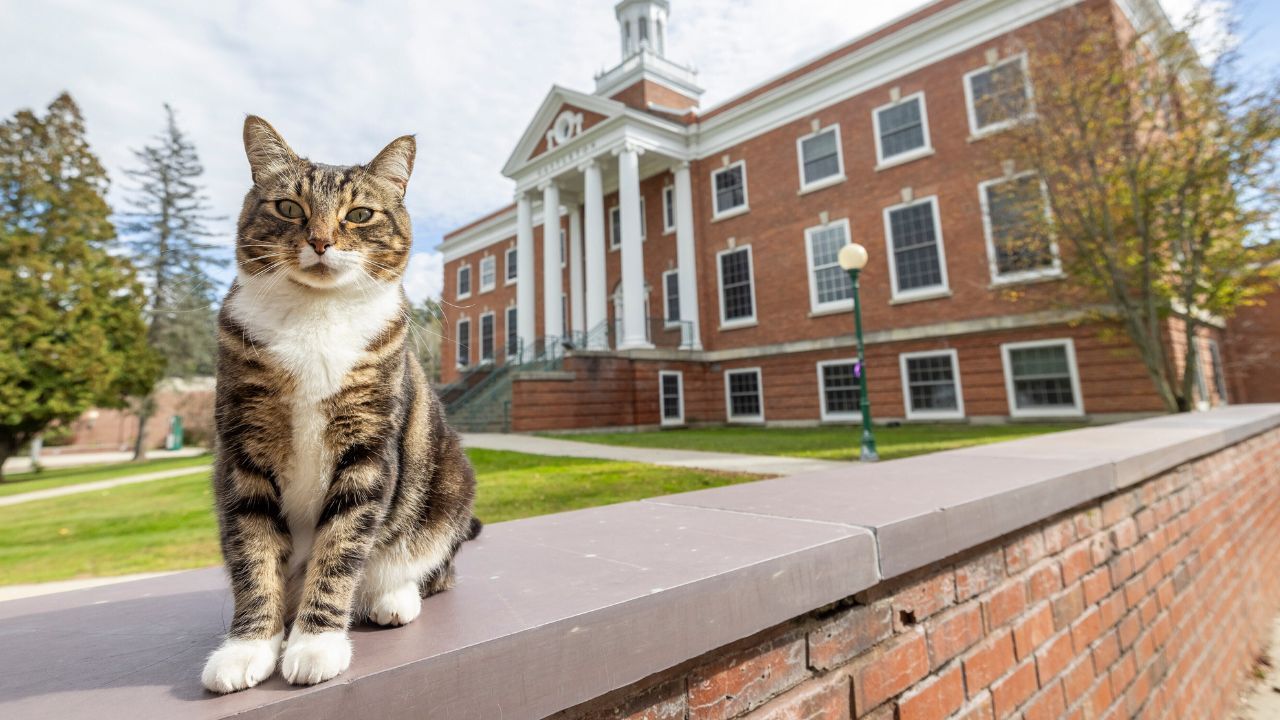 universidad-de-eua-otorga-a-un-gato-un-doctorado-honorifico.jpg