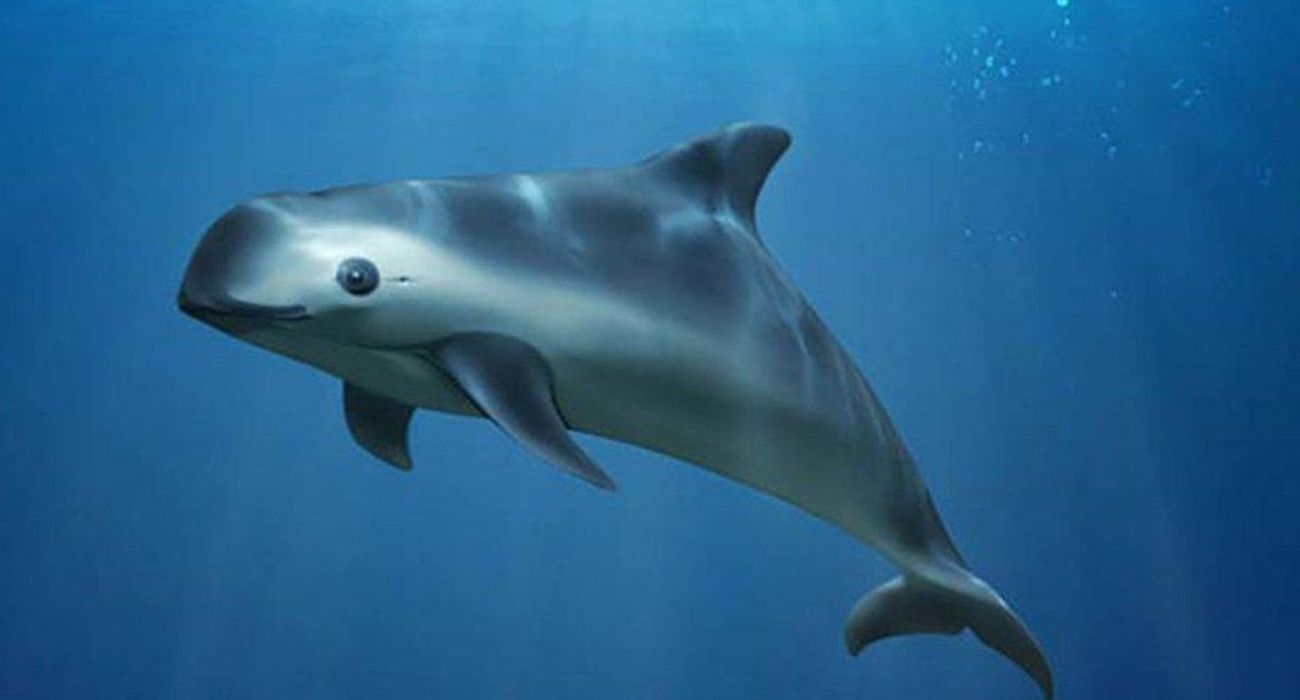 vaquita-marina.jpg