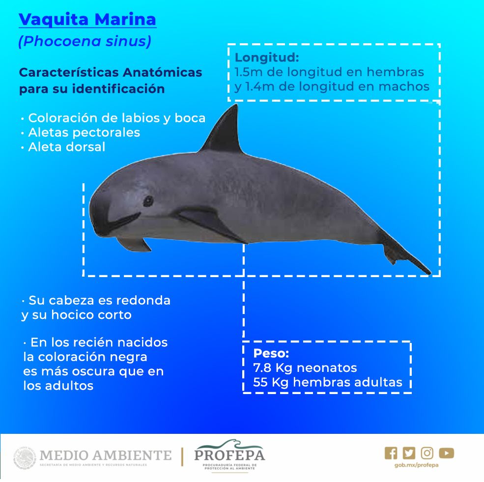Vaquita marina